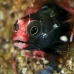 blenny_barnacle_ygl_ci_v_0051_cos1686.jpg